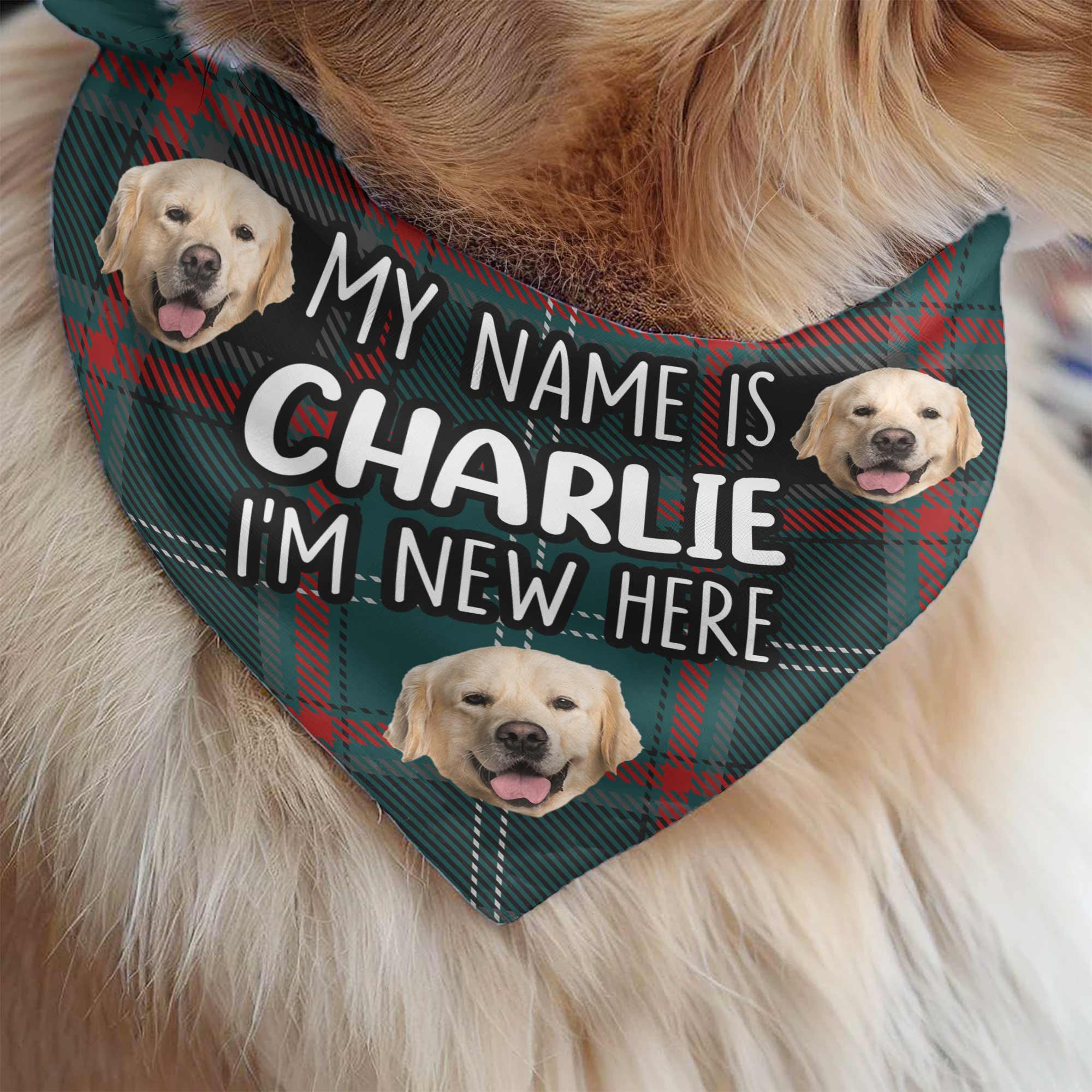 I'm New Here - Personalized Photo Dog Bandana Collar - Image 2